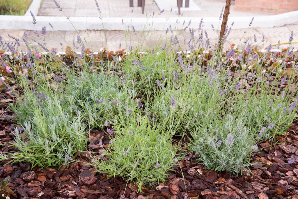 Bed and Breakfast Garden On The Sea Vico Equense Exteriér fotografie